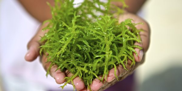 Seaweeds