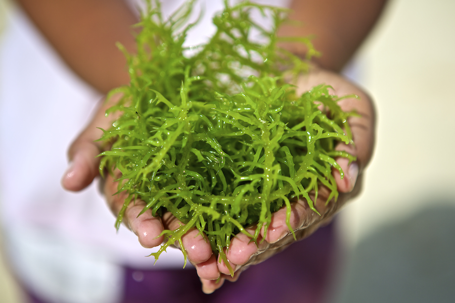 Seaweeds