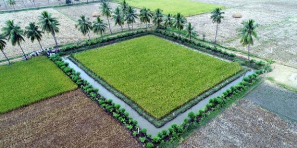 [Updated] Zero Budget Natural Farming - The Key to Sustainable Agriculture