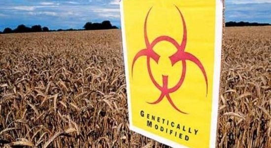 GM Crops in India - Pros & Cons