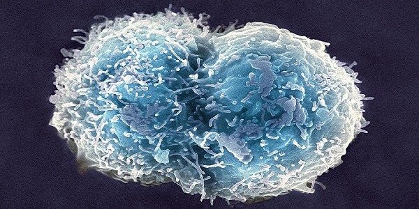 stem cell technology upsc essay notes mindmap