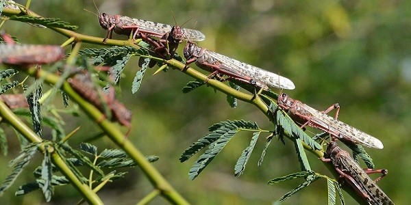 Locust Attack - Causes, Concerns, Solutions