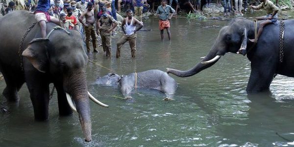 animal cruelty upsc