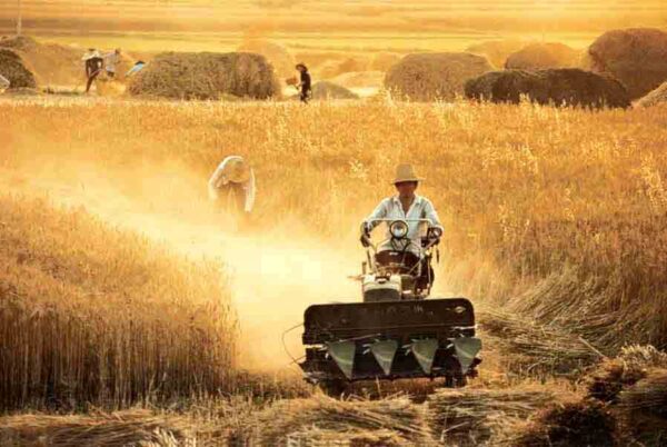 Contract Farming in India: objectives, Advantages, Disadvantages