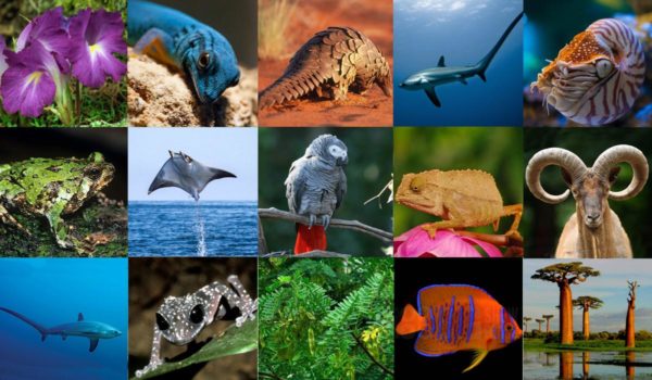Guidelines for import of exotic animals & CITES