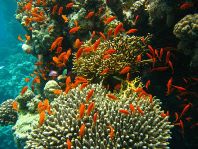 Coral reefs in India