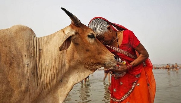 Cattle Slaughter in India and Anti-Slaughter Laws - Issues, Challenges, Way Ahead