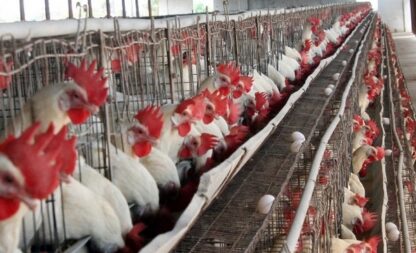 Bird Flu Outbreak- All You Need to Know