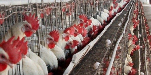 bird flu upsc essay notes mindmap