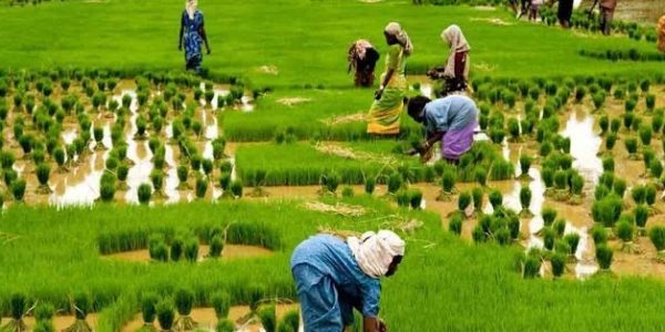 Feminisation of Agriculture - Challenges and Way Ahead