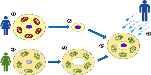 Mitochondrial-replacement-therapy-upsc.