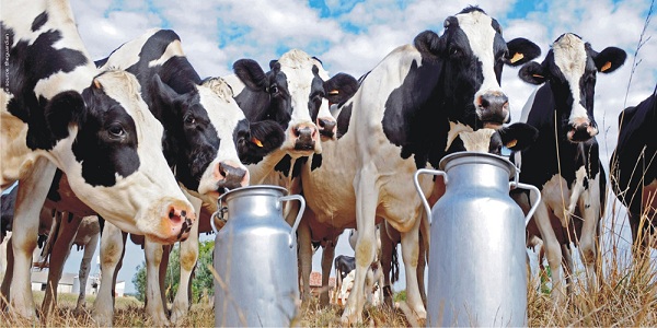 Dairy Sector in India - Evolution, Challenges and Way Forward
