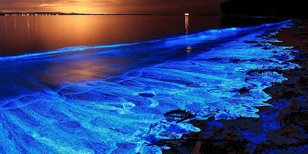  Sea Sparkle