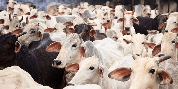  Assam's Cattle Bill