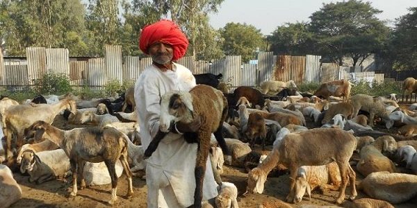 Pastoralism in Agrarian Development