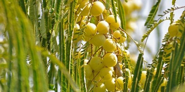  Fruit Economy