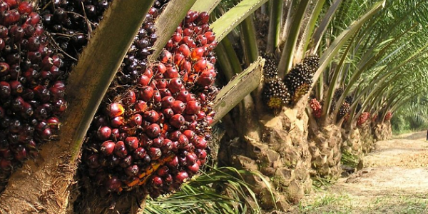 Role of Oil Palm