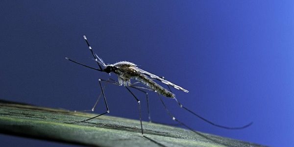 Genetically Programmed Mosquito in Malaria Control