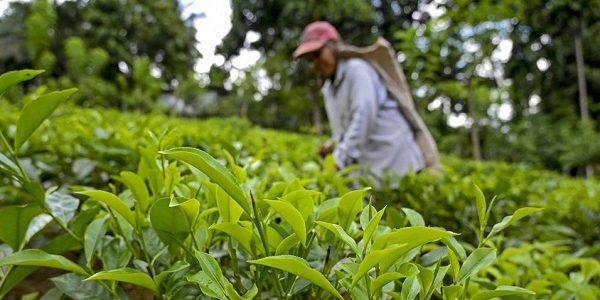 Sri Lanka's Organic Farming Crisis