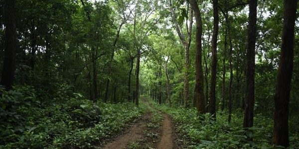 Definition of Forest