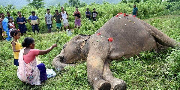  Elephant Deaths