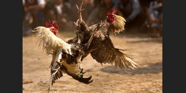 [Editorial] Rooster Fight Events during Pandemic