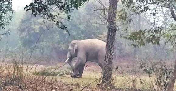 Rethinking the wildlife protection strategy