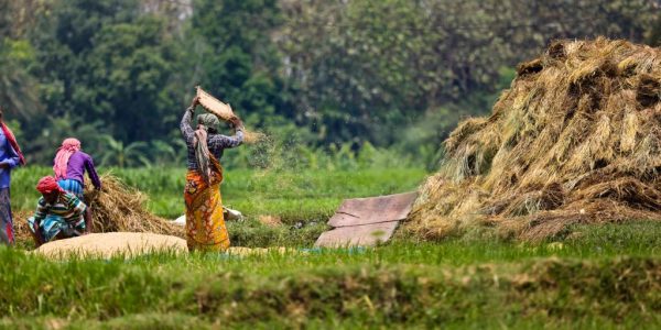 India’s natural & organic farming strategy for rice and wheat