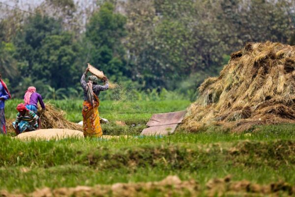 [Editorial] India’s natural & organic farming strategy for rice and wheat