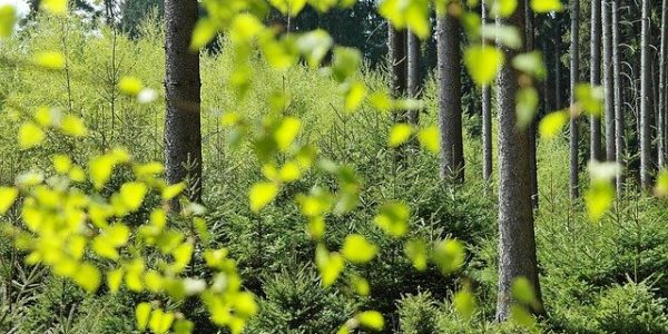 Community forest resource and community forest resource rights