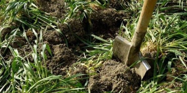 Green Manure – Characteristics, benefits, and limitations
