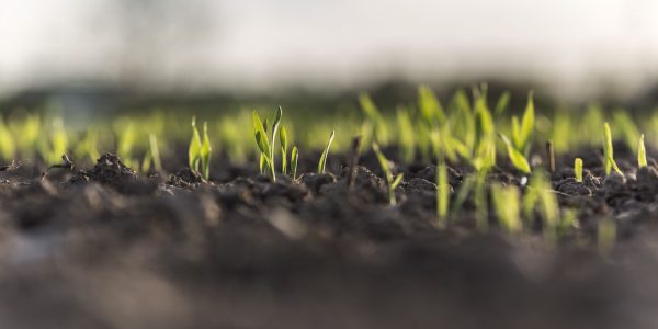 Phytoremediation – Advantages, disadvantages, and the way forward