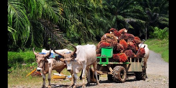 Palm Oil and the Need for Alternatives