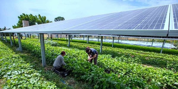 Solar as the Third Crop