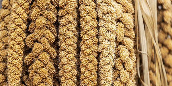 International Year of Millets- Pros, Cons, Biopiracy Threat & Measures