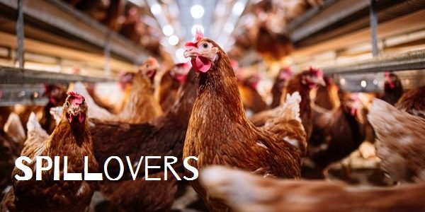 Spillovers- Why Pay Attention?