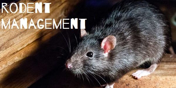 Rodent Management- Can EBRM Provide a Solution?