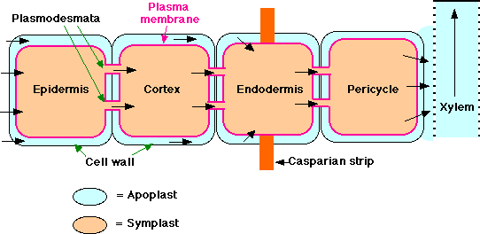 Apoplast and Symplast Pathways in Water Transport