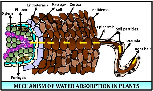 Mechanism of Water Absorption by Plants