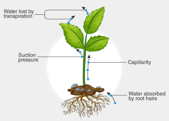 Transpiration Pull in Plants