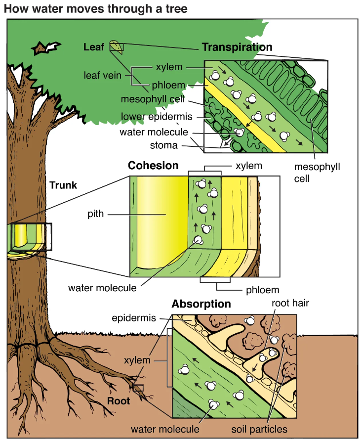 Root Pressure in Plants