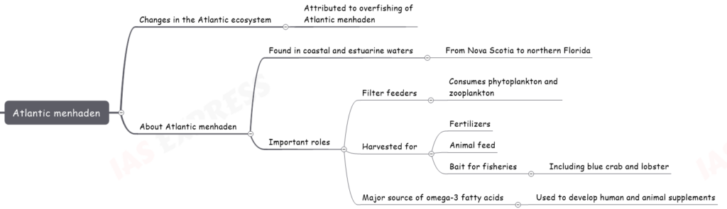 Atlantic menhaden upsc notes
  Changes in the Atlantic ecosystem
    Attributed to overfishing of Atlantic menhaden
  About Atlantic menhaden
    Found in coastal and estuarine waters
      From Nova Scotia to northern Florida
    Important roles
      Filter feeders
        Consumes phytoplankton and zooplankton
      Harvested for
        Fertilizers
        Animal feed
        Bait for fisheries
          Including blue crab and lobster
      Major source of omega-3 fatty acids
        Used to develop human and animal supplements