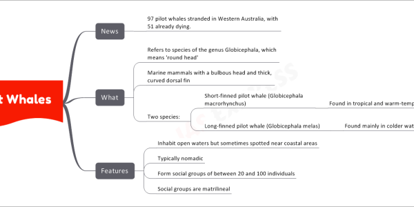 Pilot Whales News 97 pilot whales stranded in Western Australia, with 51 already dying. What Refers to species of the genus Globicephala, which means 'round head' Marine mammals with a bulbous head and thick, curved dorsal fin Two species: Short-finned pilot whale (Globicephala macrorhynchus) Found in tropical and warm-temperate regions Long-finned pilot whale (Globicephala melas) Found mainly in colder waters Features Inhabit open waters but sometimes spotted near coastal areas Typically nomadic Form social groups of between 20 and 100 individuals Social groups are matrilineal
