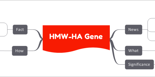 HMW-HA Gene