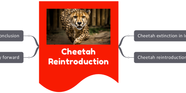 Cheetah Reintroduction- Is the Project Failing?