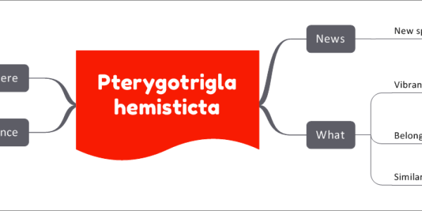 Pterygotrigla intermedica