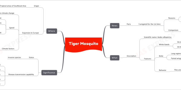 Tiger Mosquito