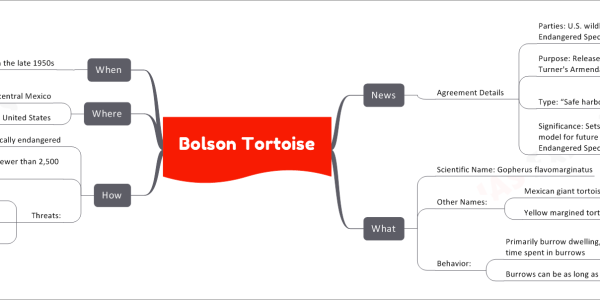 Bolson Tortoise