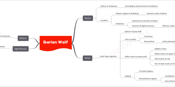 Iberian Wolf
