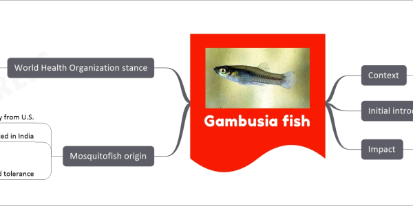 Gambusia fish mind map Context Unintended consequences of mosquitofish introduction Gambusia affinis Gambusia holbrooki Source: TH Initial introduction 1960s as biological control To combat mosquito-borne diseases Impact Proliferation beyond intended habitats Ecological and environmental problems Mosquitofish origin Originally from U.S. Introduced in India Prey on mosquito larvae Adaptability and tolerance Widespread distribution Displacing native fauna World Health Organization stance Withdrawal of recommendation For Gambusia in 1982 Designation as invasive alien species By National Biodiversity Authority, India Year: 2018 Continued release for mosquito control By government and NGOs